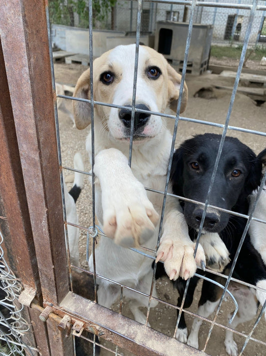 Tierschutzprojekt – Hundegarten Serres e.V. - tierly